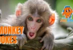 Monkey Jokes - Joke Shock